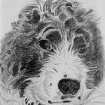 Snoopy